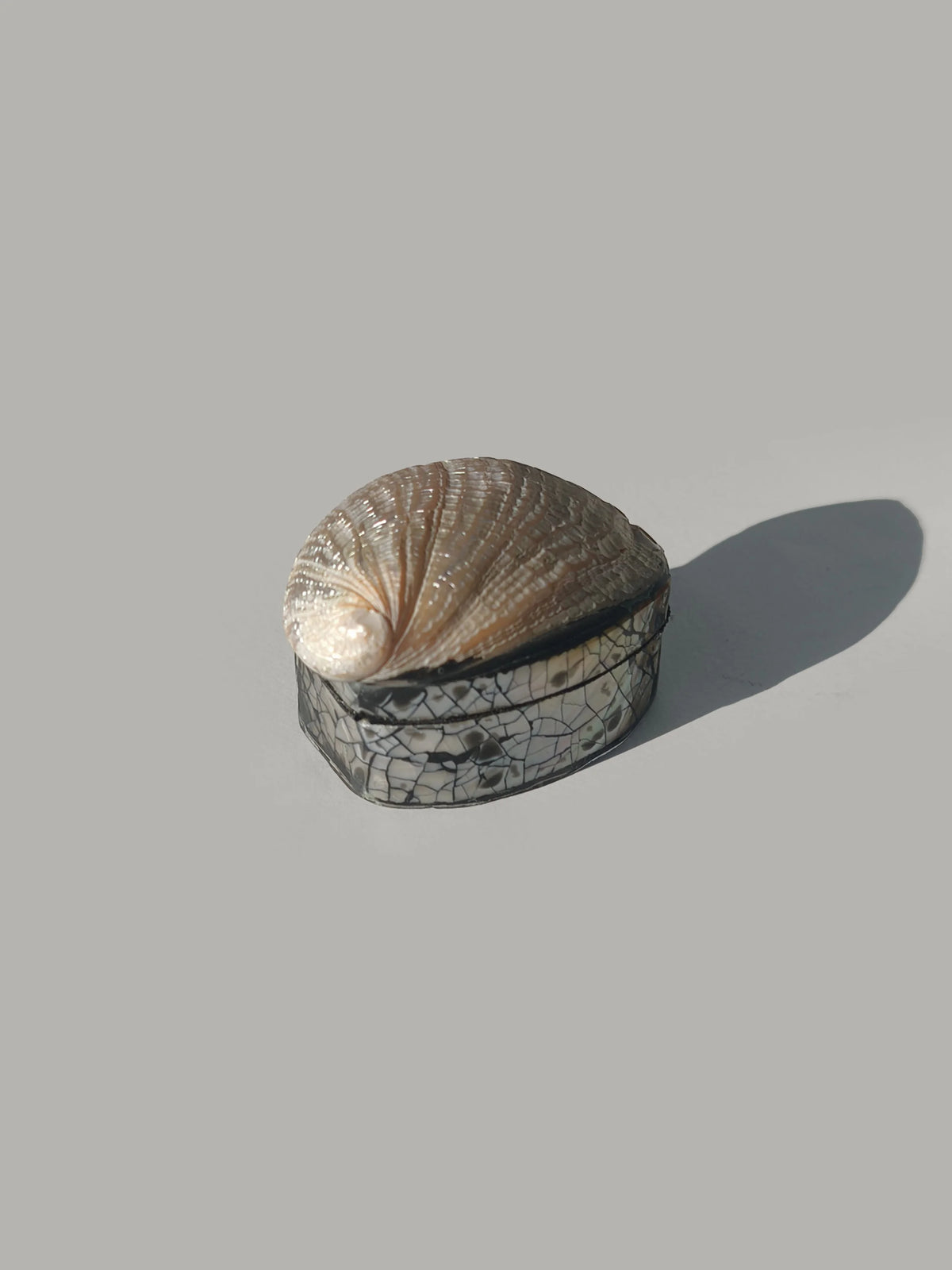 Deko-Dose mit Abalone-Muschel-Deckel