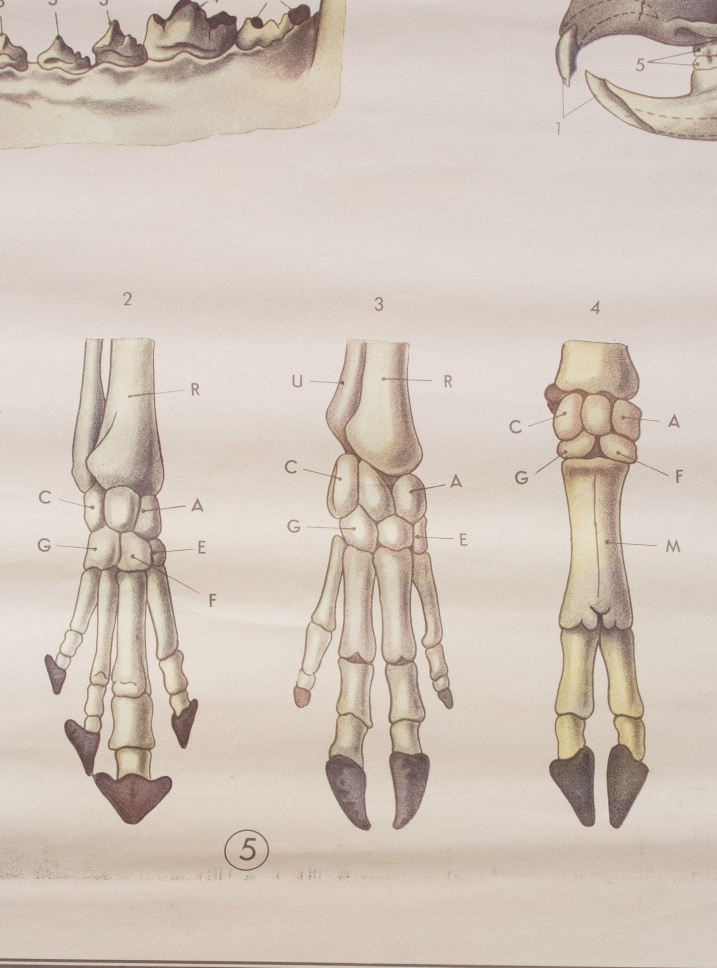 Vintage Anatomische Tafel von Paravia 1968