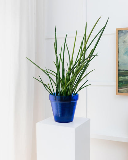 Vintage Blumentopf Flower Pot aus blauem Glas, strukturiert, Italien 1970er, seltenes Einzelstück