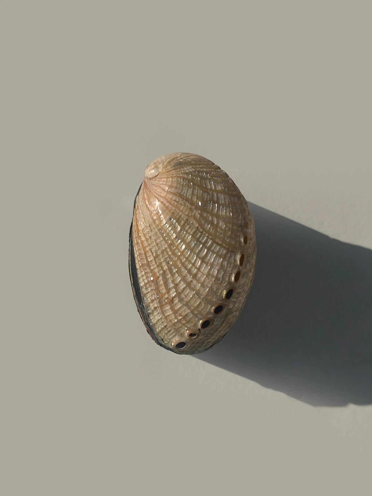 Deko-Dose mit Abalone-Muschel-Deckel