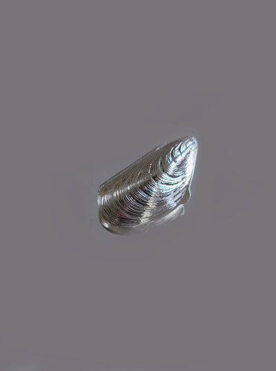 Vintage Small Shell Box